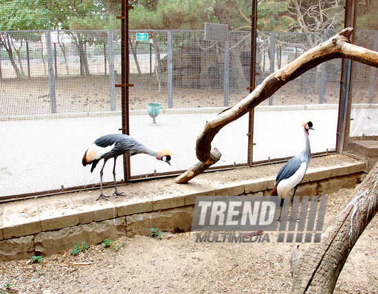 Baku zoo. Azerbaijan, Aug.03, 2013