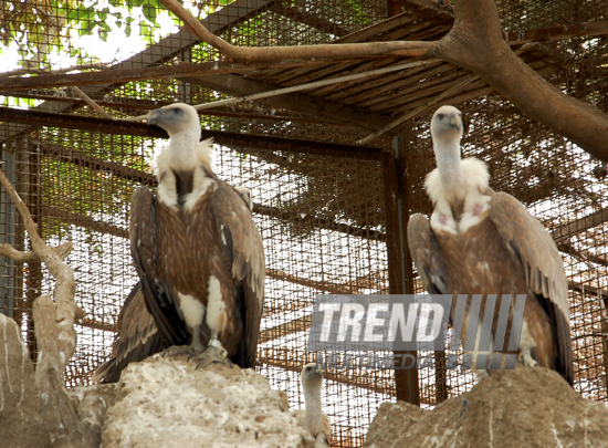 Baku zoo. Azerbaijan, Aug.03, 2013