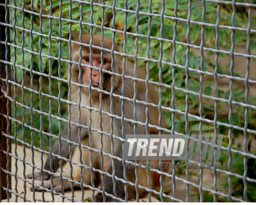 Baku zoo. Azerbaijan, Aug.03, 2013