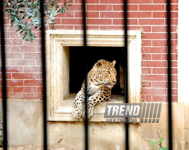 Baku zoo. Azerbaijan, Aug.03, 2013