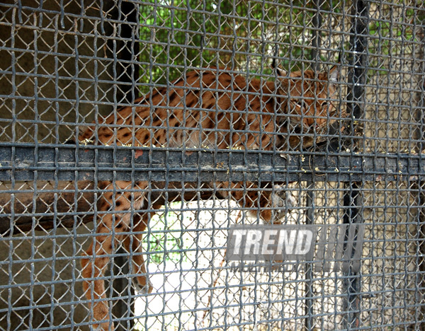 Baku zoo. Azerbaijan, Aug.03, 2013