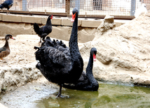 Бакинский зоологический парк. Азербайджан, 03 августа 2013 г.