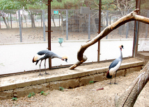 Baku zoo. Azerbaijan, Aug.03, 2013