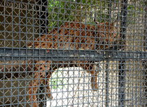 Бакинский зоологический парк. Азербайджан, 03 августа 2013 г.