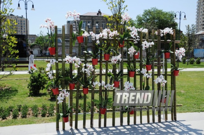 Gül bayramına hazırlaşan "Qış parkı". Bakı, Azərbaycan, 09 may 2014 