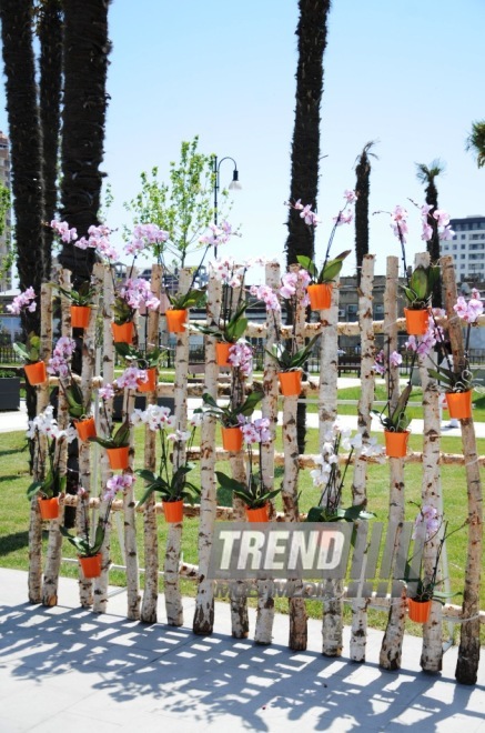 Gül bayramına hazırlaşan "Qış parkı". Bakı, Azərbaycan, 09 may 2014 