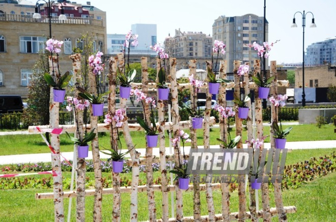 Gül bayramına hazırlaşan "Qış parkı". Bakı, Azərbaycan, 09 may 2014 