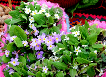 Novruz mood in Azerbaijan. Baku, Azerbaijan, March 19, 2015