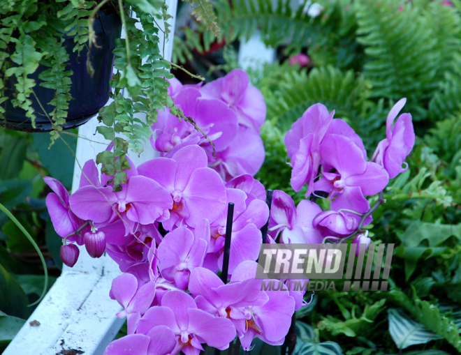 Baku hosts Flower Festival. Azerbaijan, May 10, 2015