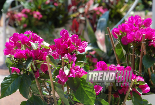 Baku hosts Flower Festival. Azerbaijan, May 10, 2015