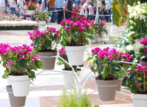 Baku hosts Flower Festival. Azerbaijan, May 10, 2015