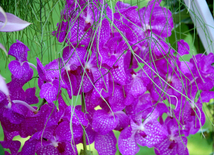 Baku hosts Flower Festival. Azerbaijan, May 10, 2015