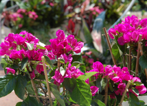 Baku hosts Flower Festival. Azerbaijan, May 10, 2015