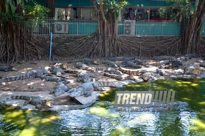 The Million Years Stone Park & Pattaya Crocodile Farm. Pattaya, Tailand, 14 Jan. 2017