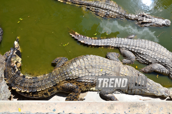 The Million Years Stone Park & Pattaya Crocodile Farm. Pattaya, Tailand, 14 Jan. 2017