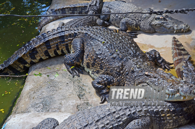 The Million Years Stone Park & Pattaya Crocodile Farm. Pattaya, Tailand, 14 Jan. 2017