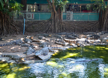 Парк древних камней и крокодиловая ферма Паттайи на Новый Год