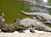 Парк древних камней и крокодиловая ферма Паттайи на Новый Год