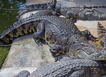 The Million Years Stone Park & Pattaya Crocodile Farm