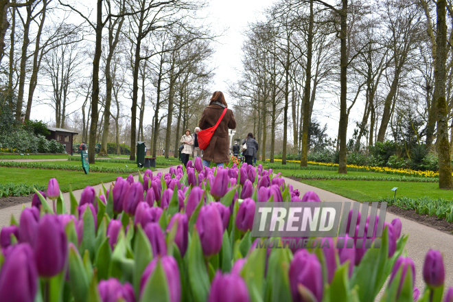 Национальный парк цветов Keukenhof в Амстердаме. Голландия. 28 марта, 2017