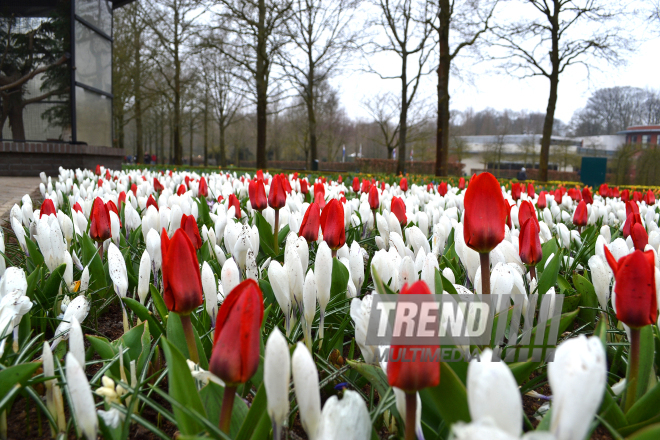 Национальный парк цветов Keukenhof в Амстердаме. Голландия. 28 марта, 2017