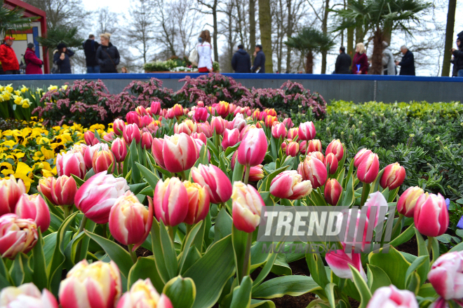 Keukenhof Gardens in Amsterdam. Holland, 28 march, 2017