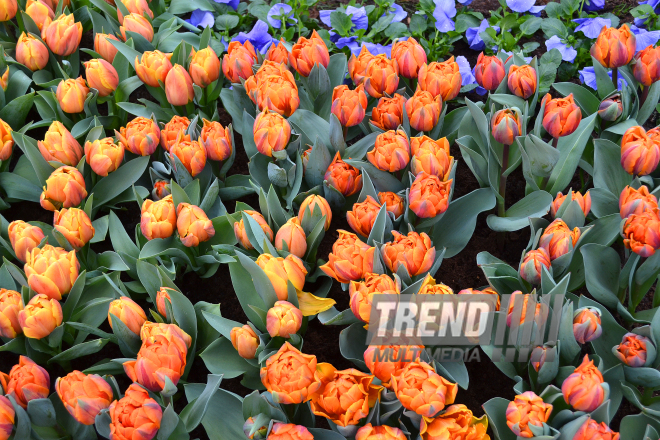 Amsterdamdakı "Keukenhof" gül bağı. Hollandiya, 28 mart 2017
