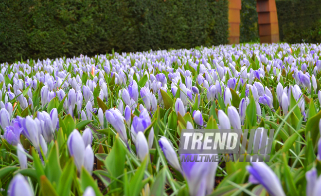 Amsterdamdakı "Keukenhof" gül bağı. Hollandiya, 28 mart 2017
