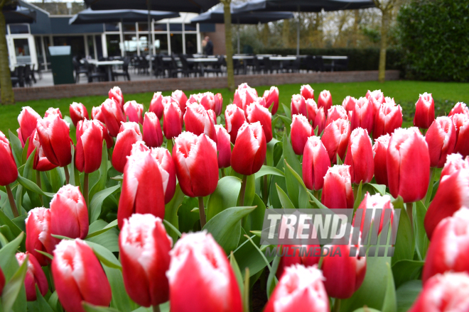 Keukenhof Gardens in Amsterdam. Holland, 28 march, 2017