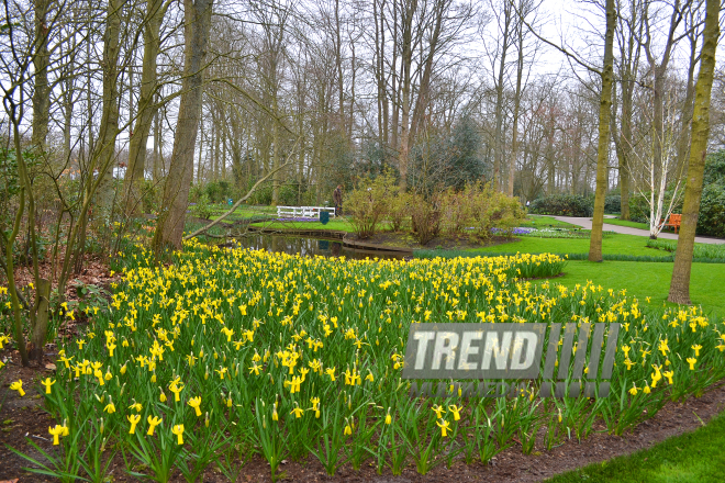 Национальный парк цветов Keukenhof в Амстердаме. Голландия. 28 марта, 2017