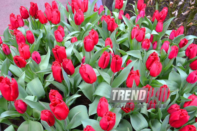 Keukenhof Gardens in Amsterdam. Holland, 28 march, 2017