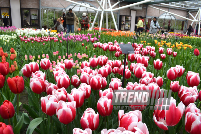 Keukenhof Gardens in Amsterdam. Holland, 28 march, 2017