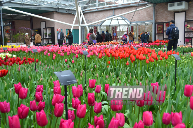 Keukenhof Gardens in Amsterdam. Holland, 28 march, 2017