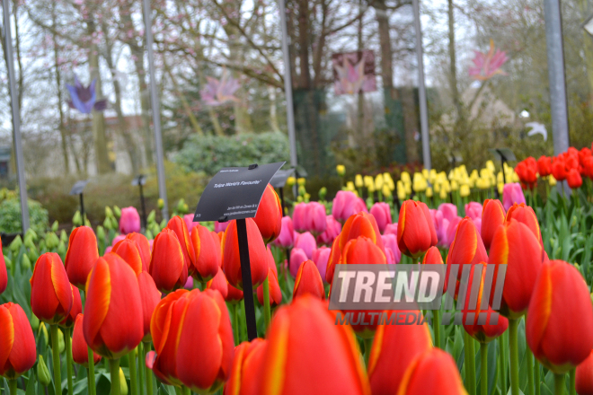 Keukenhof Gardens in Amsterdam. Holland, 28 march, 2017