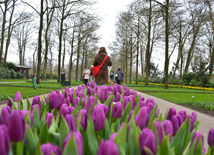 Национальный парк цветов Keukenhof в Амстердаме