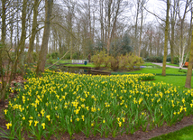 Национальный парк цветов Keukenhof в Амстердаме