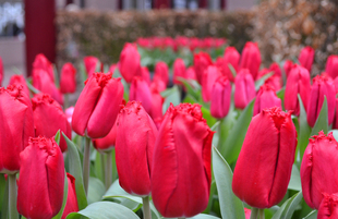 Национальный парк цветов Keukenhof в Амстердаме. Голландия. 28 марта, 2017