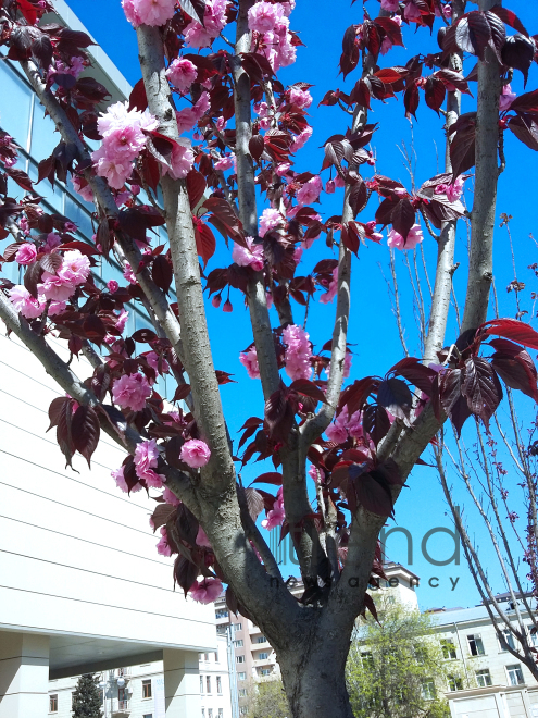 Japanese cherry starts to blossom in Baku. Azerbaijan, 17 April, 2017