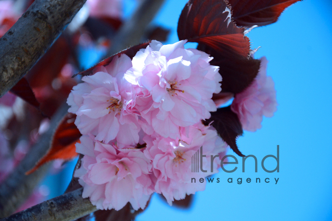 Japanese cherry starts to blossom in Baku. Azerbaijan, 17 April, 2017