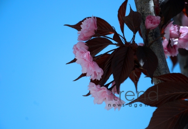 Japanese cherry starts to blossom in Baku. Azerbaijan, 17 April, 2017