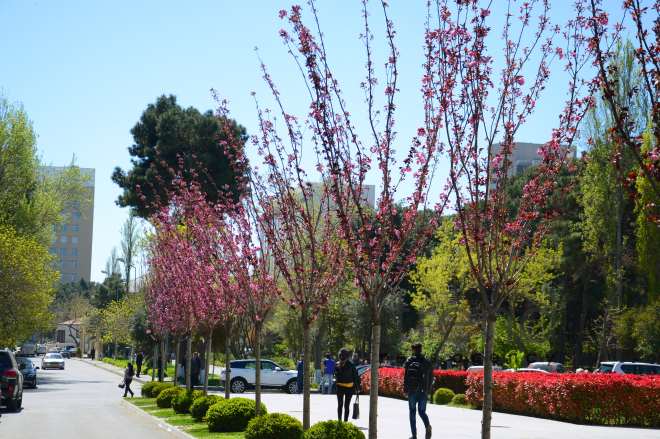 Bakıda sakura ağacı çiçəkləyir. Azərbaycan, 17 aprel, 2017
