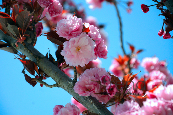 Japanese cherry starts to blossom in Baku. Azerbaijan, 17 April, 2017