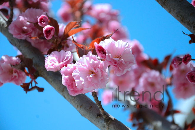 Japanese cherry starts to blossom in Baku. Azerbaijan, 17 April, 2017