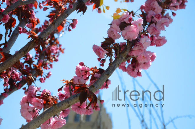 Japanese cherry starts to blossom in Baku. Azerbaijan, 17 April, 2017