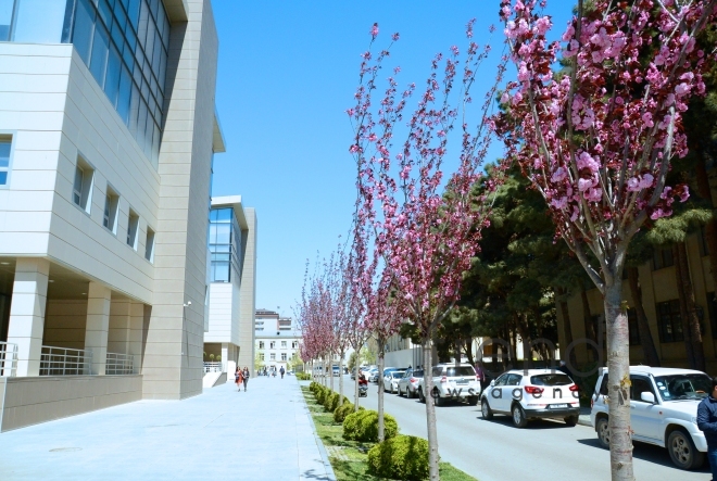 Bakıda sakura ağacı çiçəkləyir. Azərbaycan, 17 aprel, 2017
