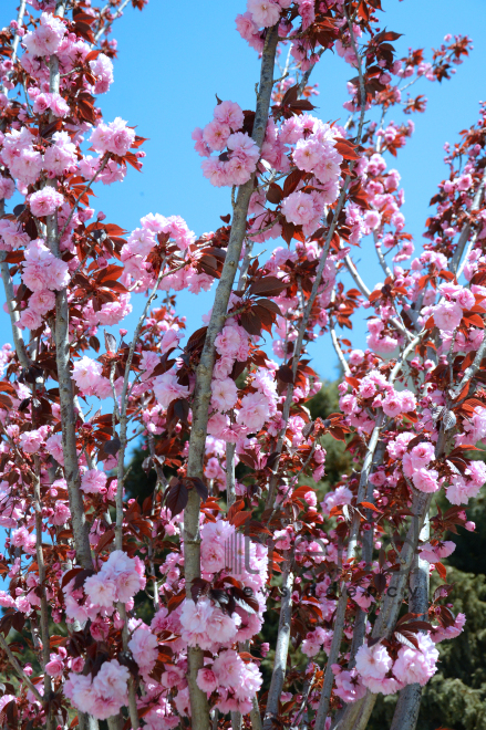 Japanese cherry starts to blossom in Baku. Azerbaijan, 17 April, 2017