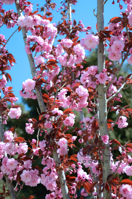 Japanese cherry starts to blossom in Baku. Azerbaijan, 17 April, 2017