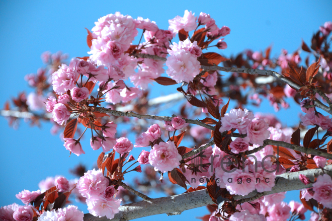 Bakıda sakura ağacı çiçəkləyir. Azərbaycan, 17 aprel, 2017
