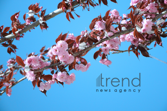 Japanese cherry starts to blossom in Baku. Azerbaijan, 17 April, 2017