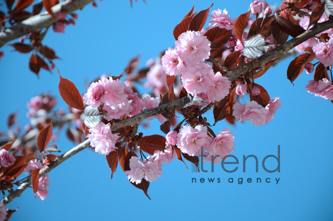 Japanese cherry starts to blossom in Baku. Azerbaijan, 17 April, 2017